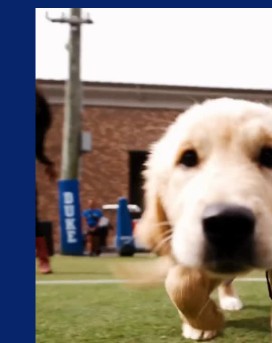 A curious puppy exploring a Duke football practice field